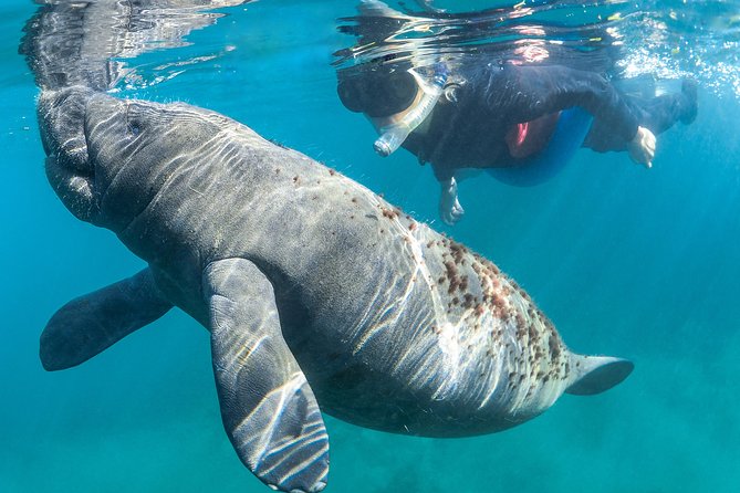 Manatee Swim Tour with In Water Photographer - What the in-water photographer adds