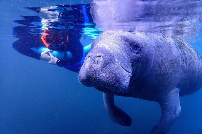 Manatee Swim Tour with In Water Photographer - Timing, conditions, and what to bring