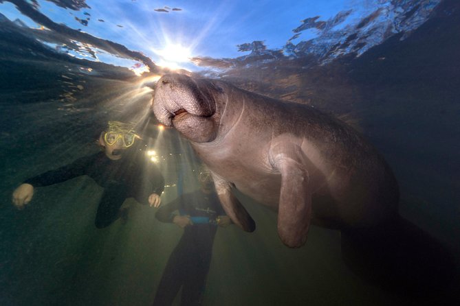 Manatee Swim Tour with In Water Photographer - Cruising through Kings Bay by certified boat