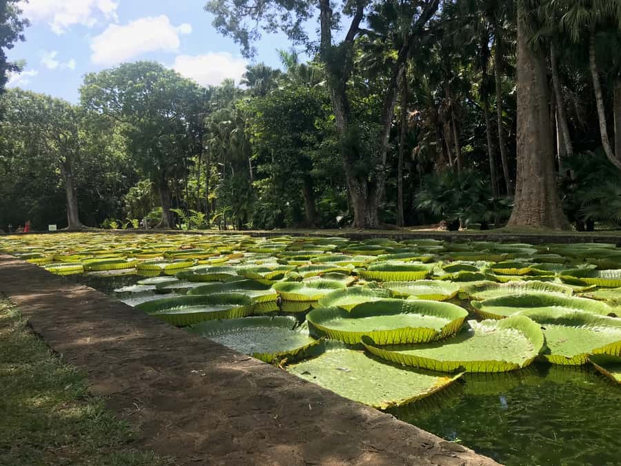 Mauritius: Private Full-Day Iconic Instagram Spots - Who should book this Mauritius day tour?