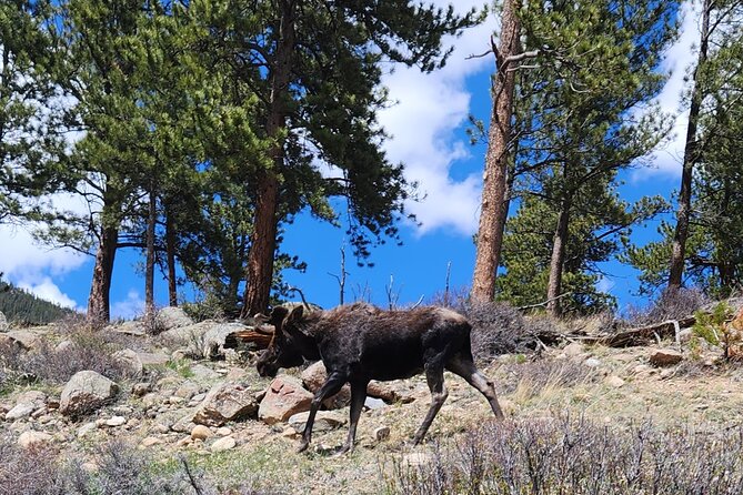 Panoramic Peak Tour (Wildside 4x4 Tours) - Leaving Estes Park for the dirt roads