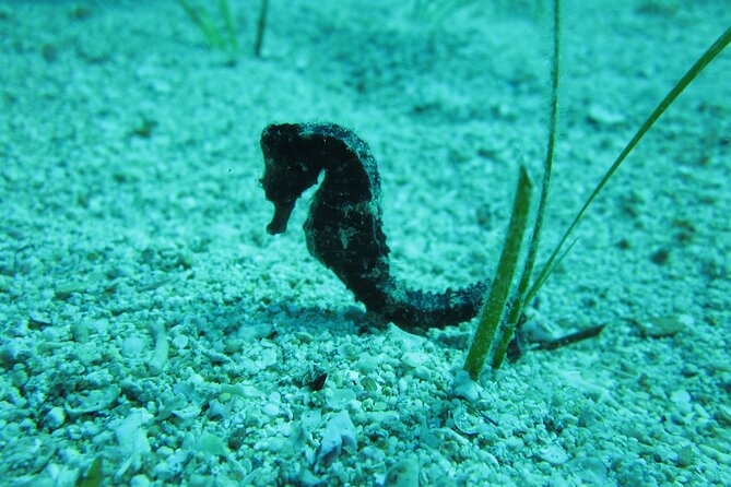 Private Discovery Dive + Photos & Videos - Why the private format matters at Green Bay