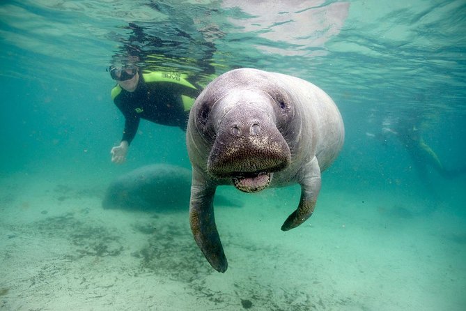 Private Manatee Swim for up to 6 with In-Water Divemaster/Photographer - Key points to know before booking