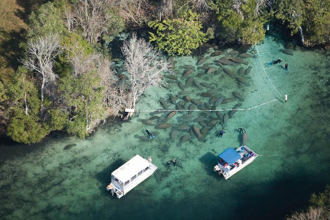 Private Manatee Swim for up to 6 with In-Water Divemaster/Photographer - What the four-hour outing is like