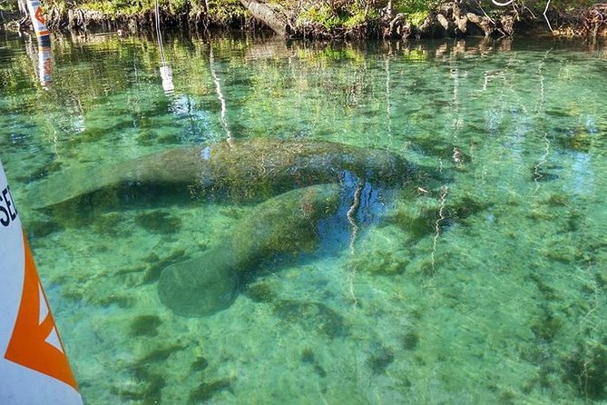 Private Manatee Swim for up to 6 with In-Water Divemaster/Photographer - Who will enjoy this most