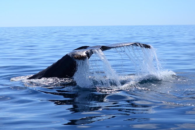 PRIVATE Whale Watch Tour | Cabo San Lucas | Biologist | FREE Pics - A private morning on Cabo’s open water