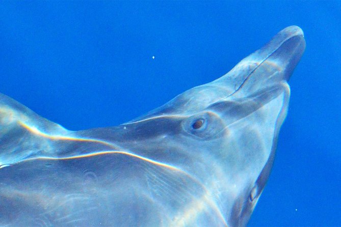 PRIVATE Whale Watch Tour | Cabo San Lucas | Biologist | FREE Pics - What the marine biologist adds