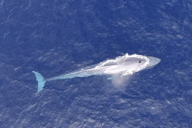 PRIVATE Whale Watch Tour | Cabo San Lucas | Biologist | FREE Pics - Free photos, with one small catch