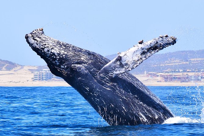 PRIVATE Whale Watch Tour | Cabo San Lucas | Biologist | FREE Pics - Is $369.50 per person a fair price?