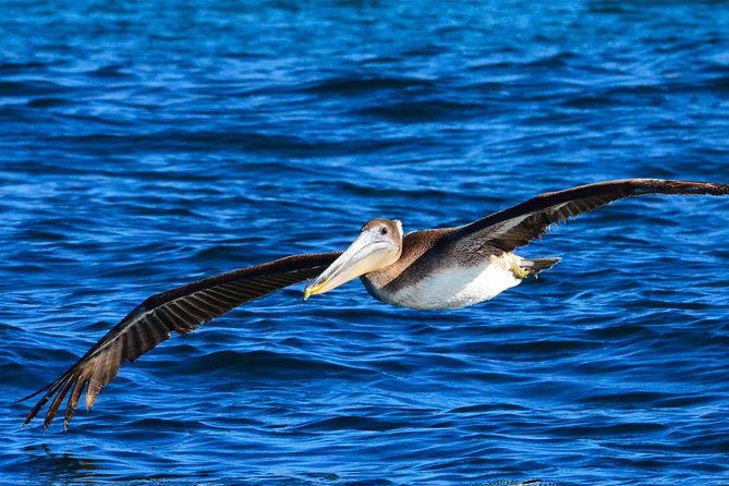 PRIVATE Whale Watch Tour | Cabo San Lucas | Biologist | FREE Pics - Timing, meeting point, and what to bring