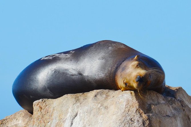 PRIVATE Whale Watch Tour | Cabo San Lucas | Biologist | FREE Pics - Weather, cancellations, and the whale guarantee