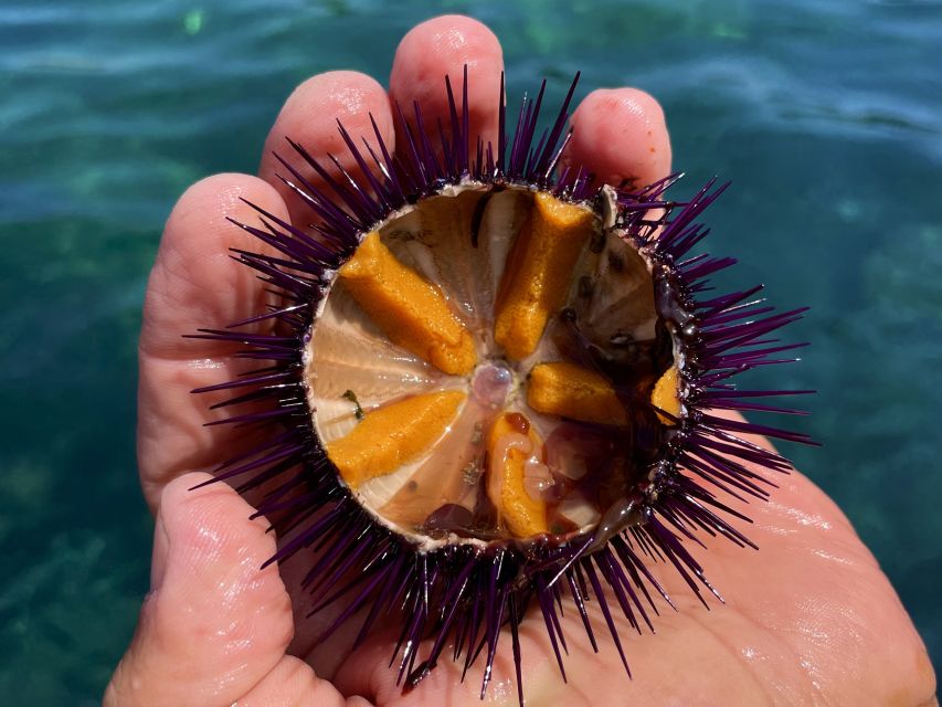 Procida: Boat Tour with Swimming Stops and Underwater Photos - Underwater photos and the fish identification table