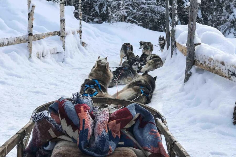 Rovaniemi: Husky Experience and Sled Ride with Pro Photos - Key points to know before booking