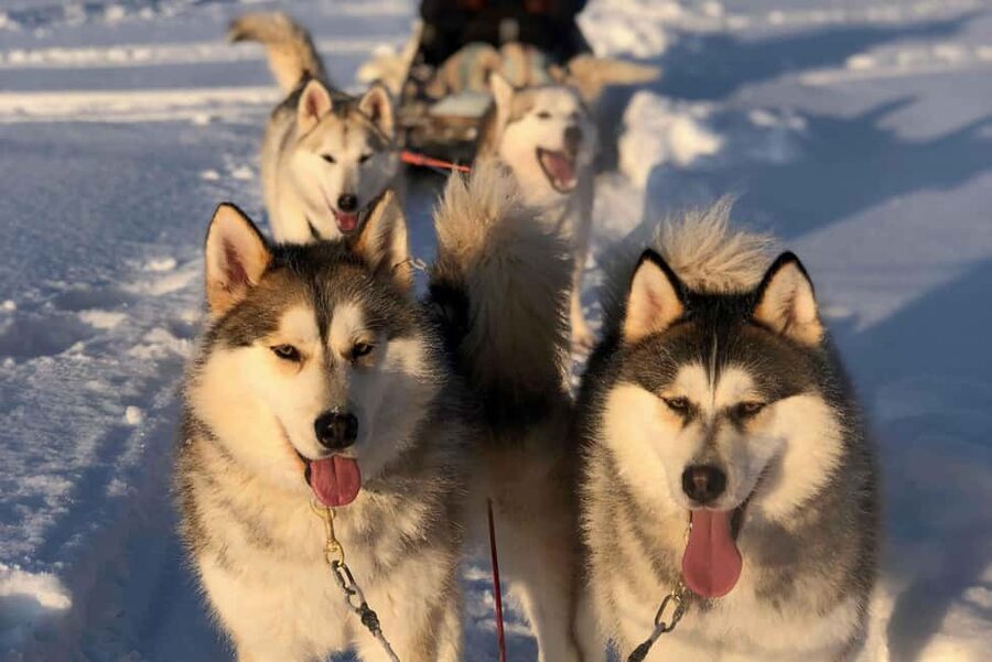 Rovaniemi: Husky Experience and Sled Ride with Pro Photos - Meeting the huskies at a small Lapland kennel