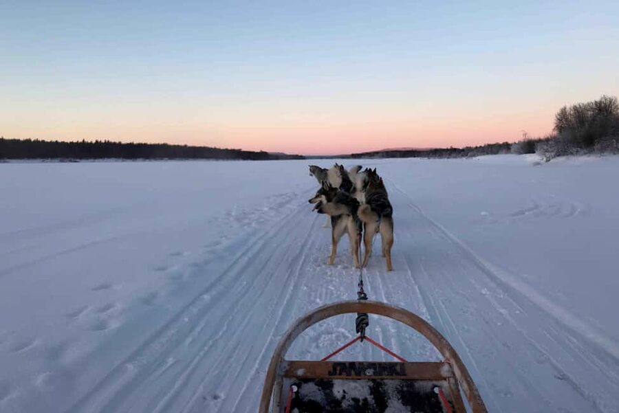 Rovaniemi: Husky Experience and Sled Ride with Pro Photos - Riding 3 kilometers as a passenger