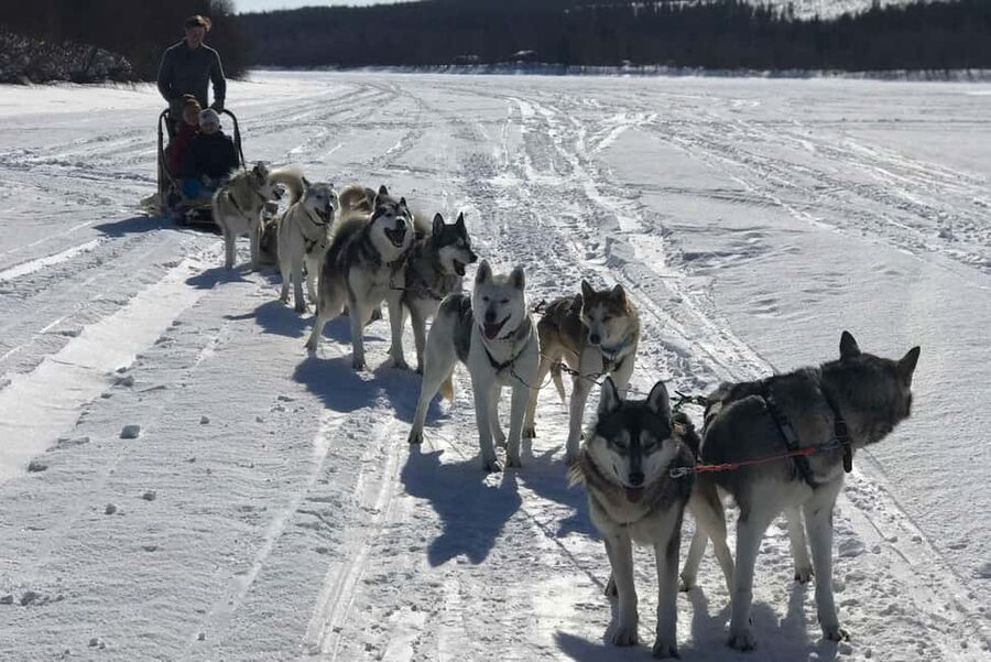 Rovaniemi: Husky Experience and Sled Ride with Pro Photos - Professional photographs without asking strangers for help