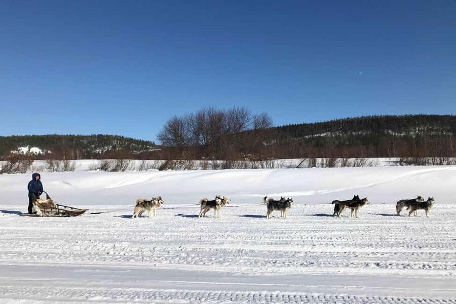 Rovaniemi: Husky Experience and Sled Ride with Pro Photos - Is $206 a fair price?