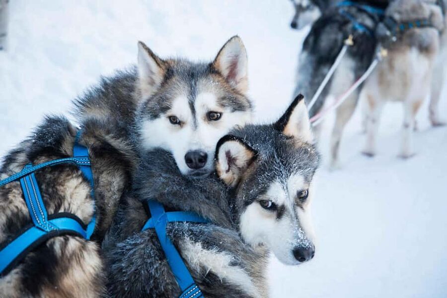 Rovaniemi: Husky Experience and Sled Ride with Pro Photos - Getting ready with winter clothing and boots