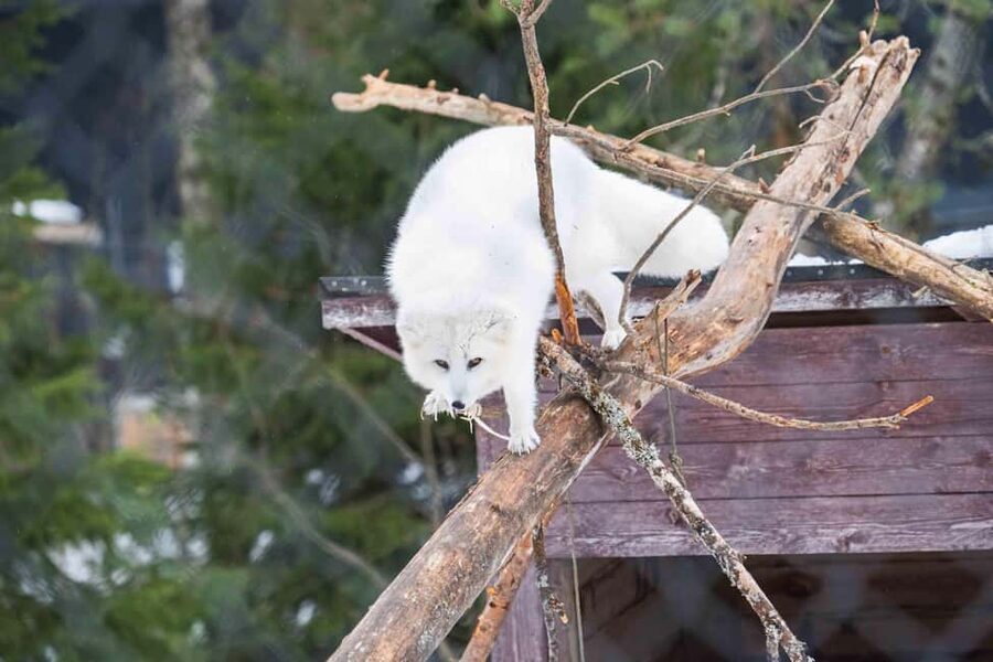 Rovaniemi: Ranua Wildlife Park guided tour with Pro Photos - Key points to know before booking
