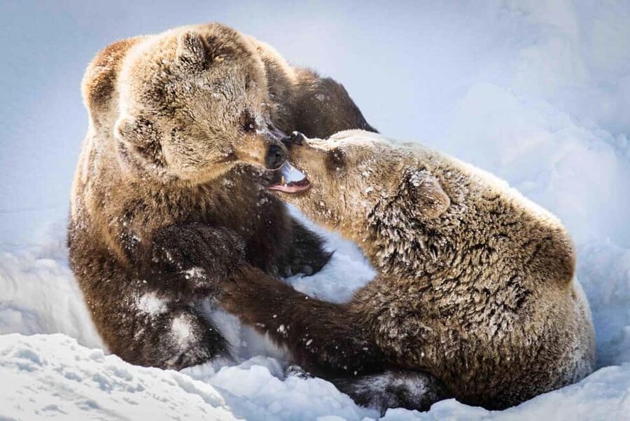 Rovaniemi: Ranua Wildlife Park guided tour with Pro Photos - Why Ranua is worth the drive from Rovaniemi