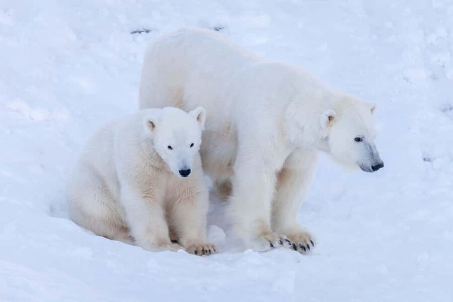 Rovaniemi: Ranua Wildlife Park guided tour with Pro Photos - Walking the three-hour park route