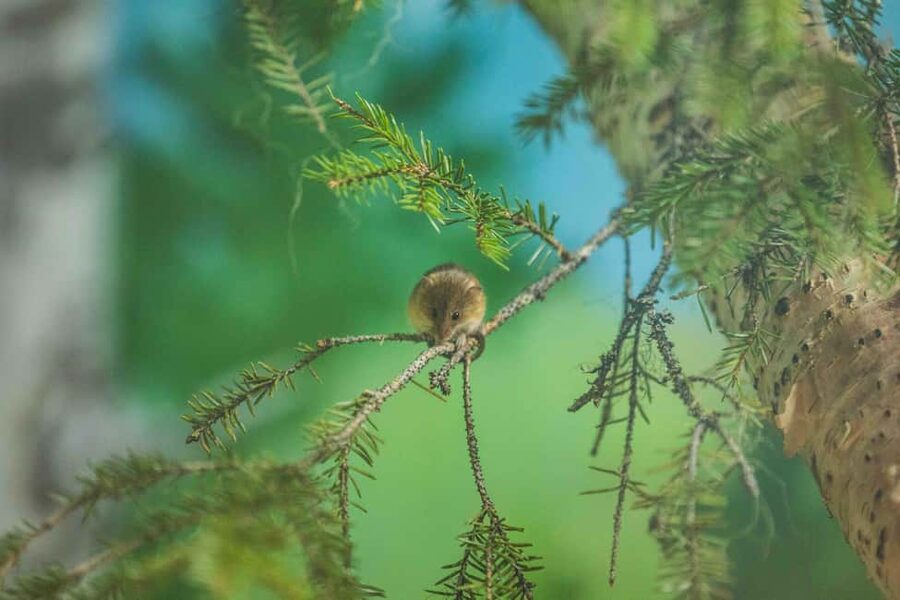 Rovaniemi: Ranua Wildlife Park guided tour with Pro Photos - What the photography guide adds