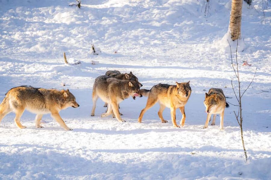 Rovaniemi: Ranua Wildlife Park guided tour with Pro Photos - The photos sent after the tour