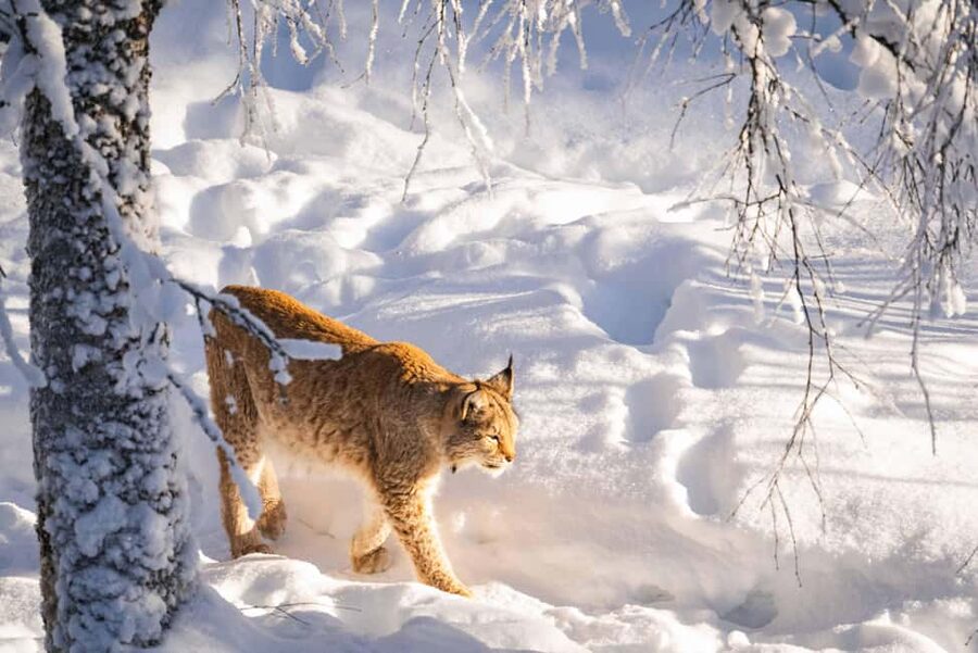 Rovaniemi: Ranua Wildlife Park guided tour with Pro Photos - Fazer sweets and local shopping near Ranua