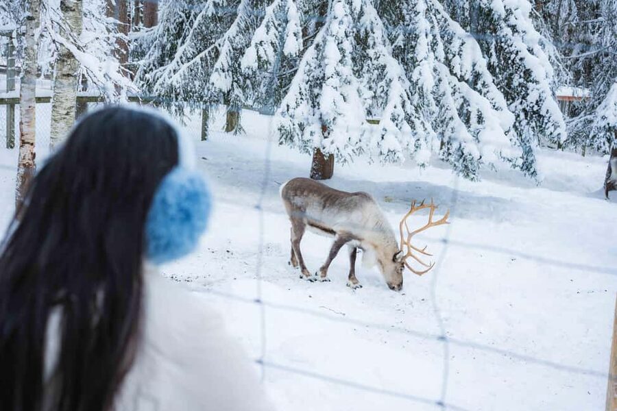 Rovaniemi: Ranua Wildlife Park guided tour with Pro Photos - Is $100 good value?