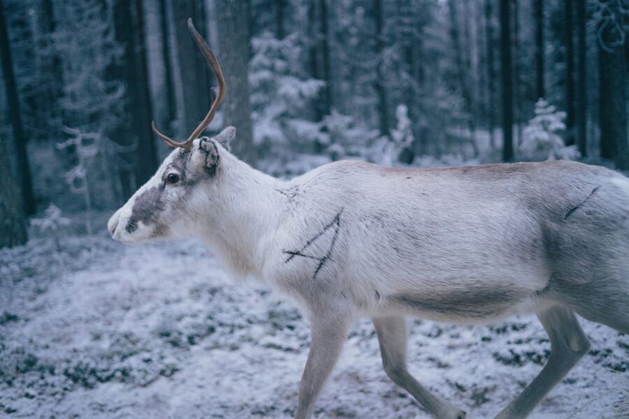 Rovaniemi: Reindeer Farm Visit with Photographer - Warmth by the fire