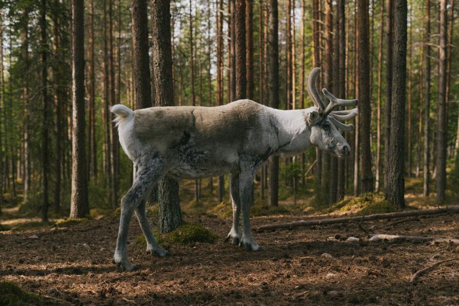 Rovaniemi: Reindeer Farm Visit with Photographer - Is $139 a fair price?