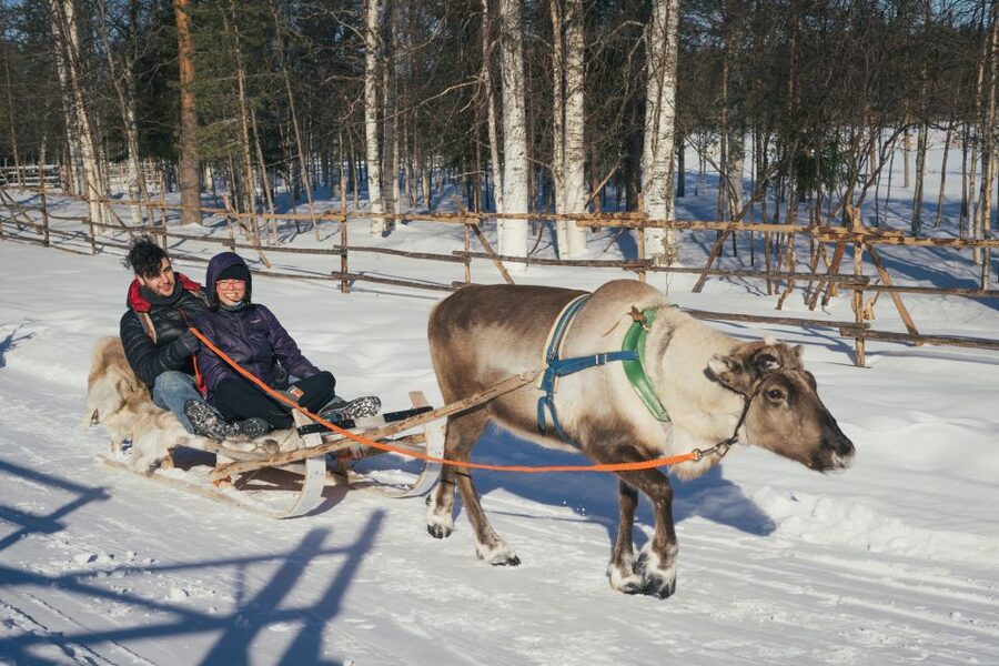 Rovaniemi: Reindeer Farm Visit with Photographer - Who will enjoy this most?