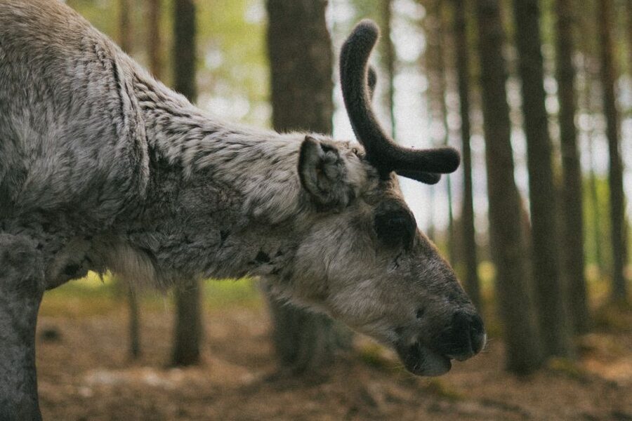 Rovaniemi: Reindeer Farm Visit with Photographer - Meeting the reindeer and learning farm life