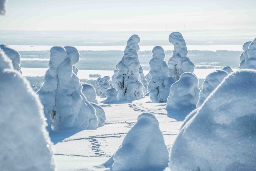 Rovaniemi: Riisitunturi National Park with Pro Photos & BBQ - Should you book the Riisitunturi tour?