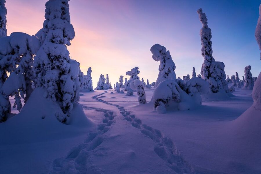 Rovaniemi: Riisitunturi National Park with Pro Photos & BBQ - How the nine-hour schedule feels