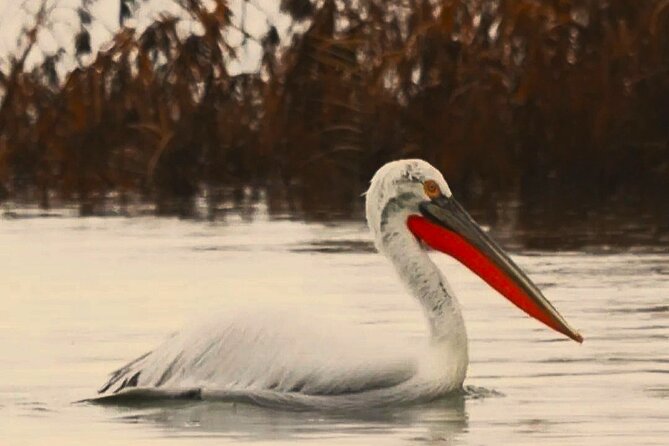 Skadar Lake National Park: Birdwatching & Photography Tour - Starting at Virpazar beside Lake Skadar