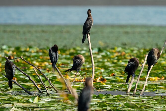 Skadar Lake National Park: Birdwatching & Photography Tour - Skadar Lake National Park and its birdlife