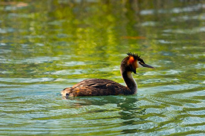 Skadar Lake National Park: Birdwatching & Photography Tour - Photography on the morning water