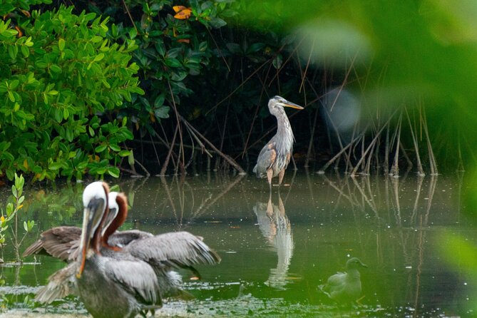 Skadar Lake National Park: Birdwatching & Photography Tour - Weather, comfort, and practical limits