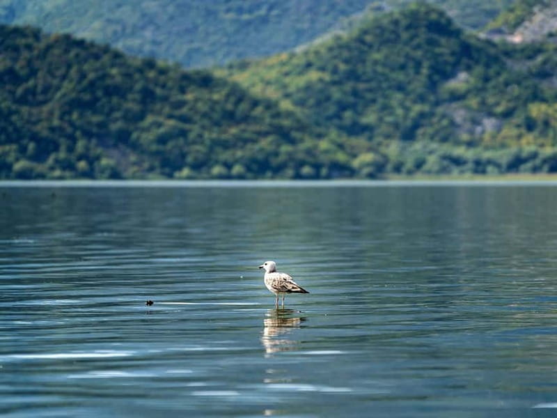 Skadar Lake National Park: Birdwatching & Photography Tour - Who will enjoy this boat trip most?
