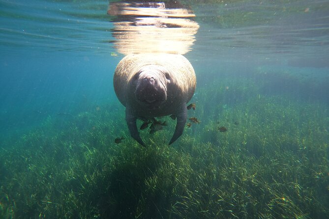 Small Group Manatee Snorkel Tour with In-Water Guide and Photographer - The Main Event: Quiet Time With Wild Manatees
