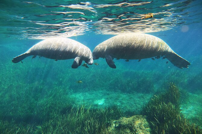 Small Group Manatee Snorkel Tour with In-Water Guide and Photographer - The Photographer and the Extra Cost
