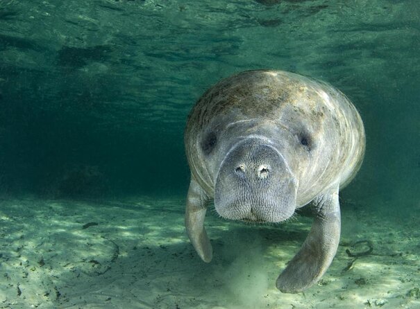 Small group Manatee Tour with In-Water Divemaster/Photographer - Key points to know before you book