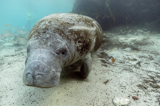 Small group Manatee Tour with In-Water Divemaster/Photographer - Starting at Fort Island Trail