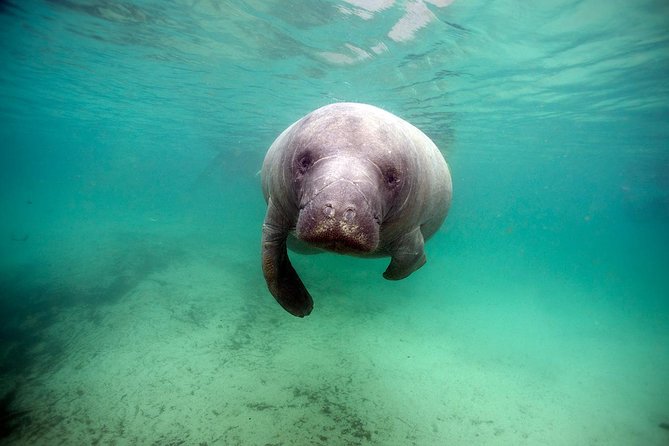 Small group Manatee Tour with In-Water Divemaster/Photographer - Entering the water in a 5mm wetsuit