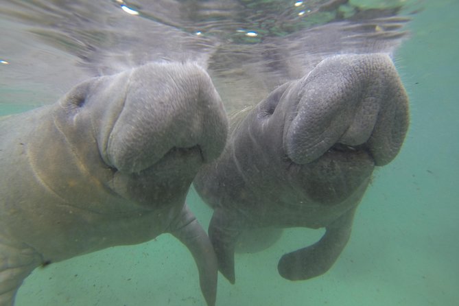 Small group Manatee Tour with In-Water Divemaster/Photographer - Riding out to the springs and manatee areas