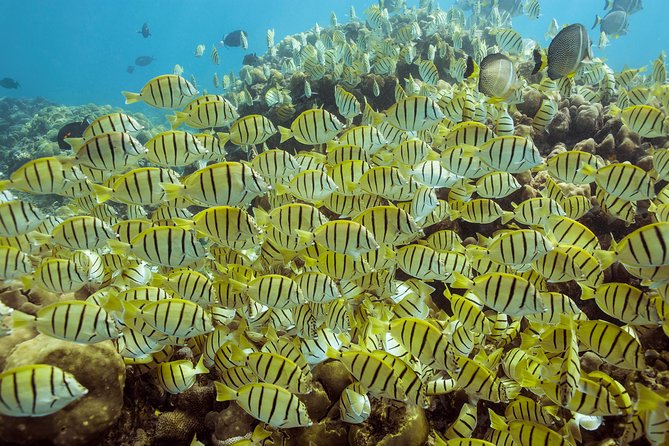 Snorkel & Explore Pelican Rock by Glass Boat + Photos - Pelican Rock: the main reason to go
