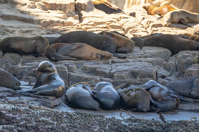 Snorkel & Explore Pelican Rock by Glass Boat + Photos - Photos, equipment, and what you take home