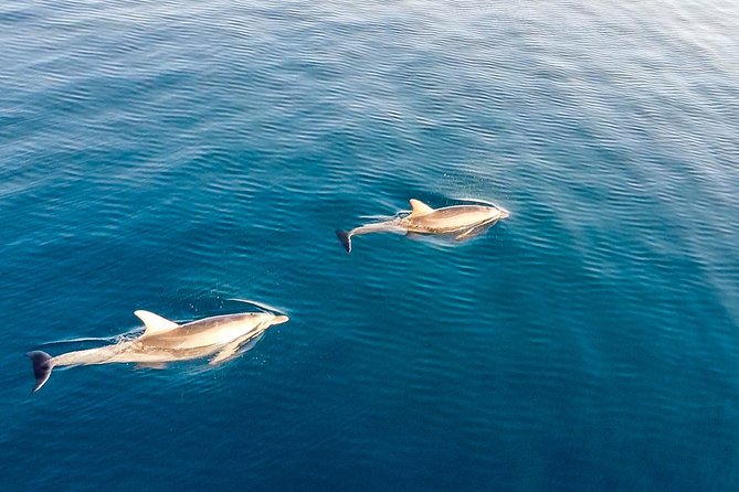 Stand Up Paddle With Dolphins, aperitif and pictures - Looking for dolphins without chasing them