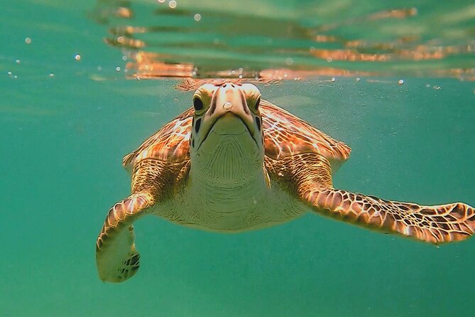 Swim with Turtles in Akumal + GoPro Photo Session - Key points to know before you book